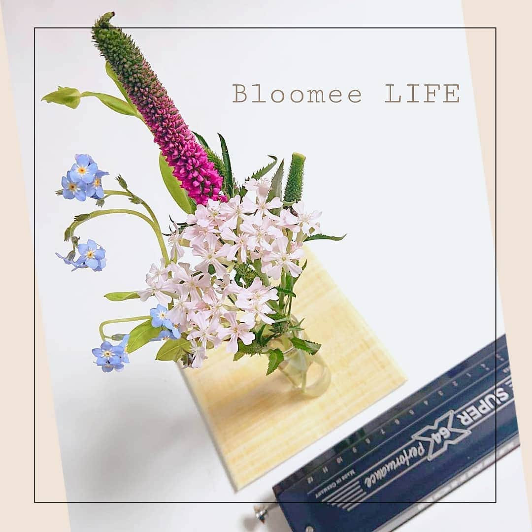 南里沙さんのインスタグラム写真 - (南里沙Instagram)「【PR記事です】 . 今話題のお花の定期便 Bloomee LIFE (@bloomeelife)さんからお花が届きました！めざましテレビでも紹介され、今話題のサービス。ポストに、季節のお花がランダムで届きます。お花があるとお部屋が華やかになりますよね🌼 . 今回は、#忘れな草 (#ナイトブルー)、#ベロニカ (#スマートイゼル)、#シレネ (#サクラコマチ)、が届きました♪ . この投稿を見てくださった方に、クーポンを使用で初回無料になるコードを発行して頂きました♪是非、生活にお花で彩りをプラスして下さい🌸 . クーポンコード：orange243 ※有効期限：2019年5月31日 . #bloomeelife」3月18日 14時11分 - minami_risa