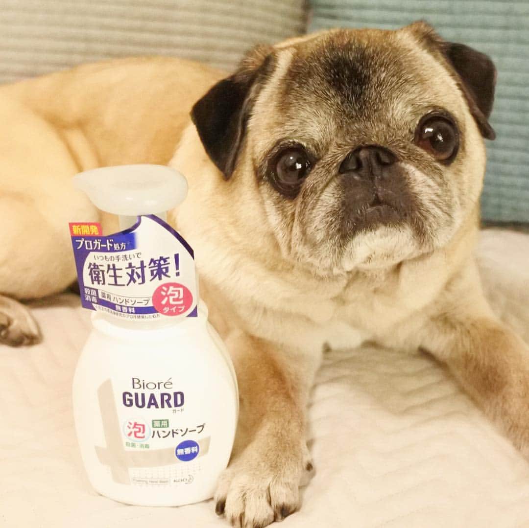八兵衛のインスタグラム：「Biore GUARD hand soap👐🏻 * * 【PR】 花王のハンドソープ 「ビオレガードハンドソープ」 を試させていただきました👐🏻 プロガード処方を採用した  新しいハンドソープだそうです。 * * 仕事柄、手洗い頻繁な飼い主… 家でも八兵衛の世話もあるし よく手を洗います。 清潔を保ちたいので きちんと洗える ハンドソープは必需品です。 * * 我が子は可愛いですが😆 お世話、触った後は しっかり手洗い🖐🏻 八兵衛は眼軟膏をつけないといけないので 実はお世話の前にも手洗い必要なんです🖐🏻 * * おじいちゃんになってきて トイレも一度で済まないんですよね〜。 トイレでオシッコして 「もう出ない」というので 片付けをして 手洗いしてる最中 気づくと急に トイレ💩していることもあり😂😂 こんな慌ただしい生活が日常茶飯事(笑) とにかく手洗いは素早くすすげると 嬉しい😆 * * * ビオレガードは さっと広がりしっかり洗えて さっと流せて洗いやすいと思いました。  また、 <手肌のバリア機能を働きを守って洗える弱酸性のソープ>とのことで 手洗い回数が多い飼い主は嬉しい限り🙋🏻‍♀️💓 * * 香りを気にするわんちゃん多いと思うので 無香タイプがあるのも嬉しいですね✨ ユーカリハーブの香りも やわらかな香りで良かったですよ🌱 * * 携帯に便利な ジェルハンドソープもあります👐🏻 外出時、カフェなどの手洗いのハンドソープがきれていたり、少なくなっているときは 除菌のウェットティッシュで対応するんですが、 携帯ハンドソープがあると便利だなと思います☺️ * * 手指の清潔を守りたい方、 清潔な手で暮らすことにこだわる方に おススメです〜🐶✨ * * #ビオレガード #必需品 #手洗い #新製品 #ペット * *  #ほぼ黒パグ #おじいちゃん犬 #パグ #pug #puggy #puglife #puglove #petstagram #pugstagram #pugsofinstagram #pugs #dog #八兵衛 #はちべえ」