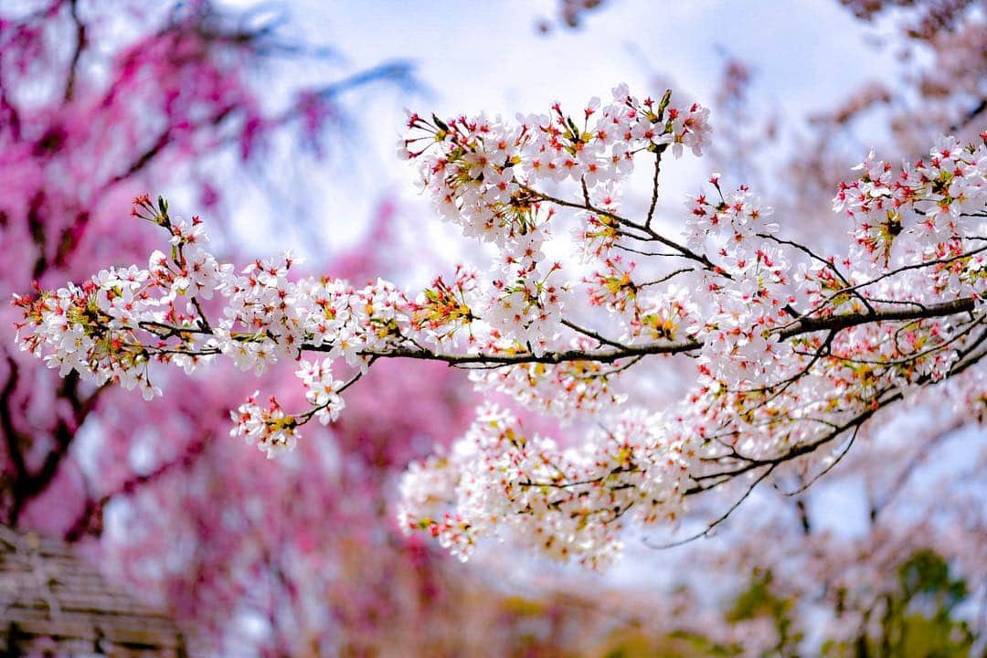 中野猛さんのインスタグラム写真 - (中野猛Instagram)「自分より下の人を見て優越感に浸るより上を見て悔しがる人でありたい。  自信を持つことは大事。しかし、自信も過剰になると過信へは変わりやすく、誇りとプライドは高いと驕りになる。  #常に謙虚 #今年も桜の季節がやってきた  #light_nikon  #さて寝るか」3月19日 1時14分 - takeshi__nakano