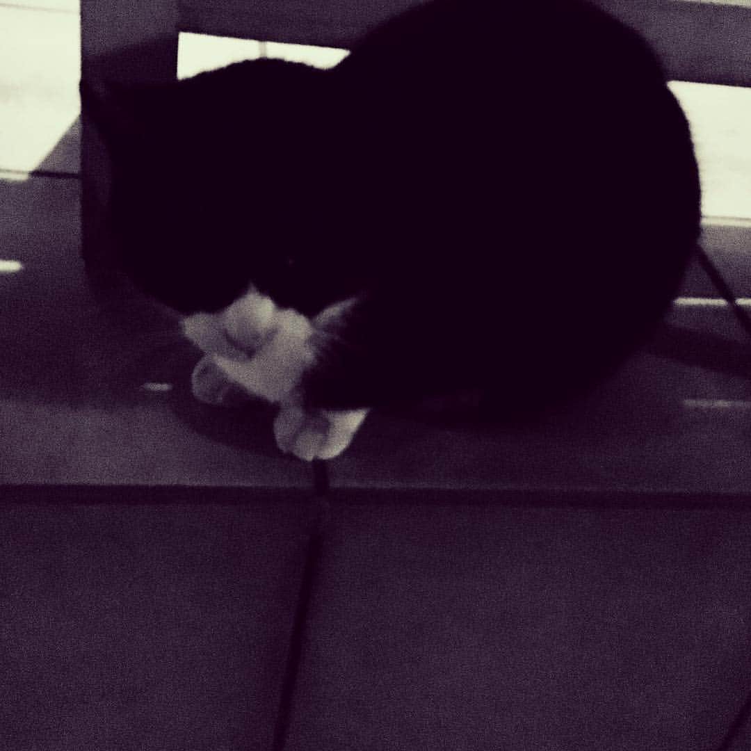 國本未華さんのインスタグラム写真 - (國本未華Instagram)「頭隠して、鼻と手先隠さず。 #夜の黒猫 #暗闇にて出会う」3月19日 1時14分 - kunimoto_mika