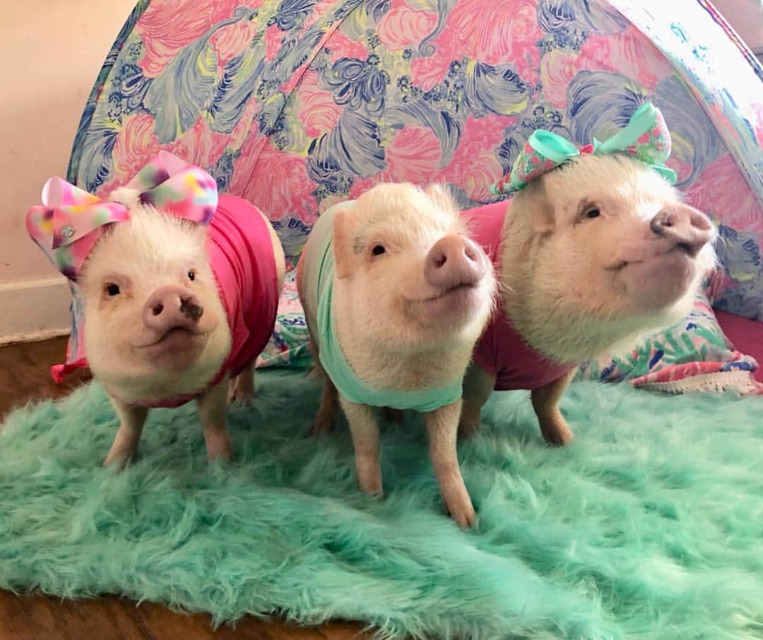Priscilla and Poppletonさんのインスタグラム写真 - (Priscilla and PoppletonInstagram)「Squeal! Pop and I are on spring break! The piggy kids are so excited to have us home. We were supposed to be camping at Disney this week, but with all the new babies on the farm mom wanted to be here. And honestly, aren’t Fred and Barney and Gabriel and Gracie better than Mickey and Minnie anyway (not to mention all our other farm friends)? Penn was a little disappointed being so young, so Pop and I pitched a tent inside this morning and turned that little frown upside down. Who said we aren’t camping for spring break? We are all super excited to spend the week on the farm with all our friends. Disney will be there, but the babies will be grown before we know it, and baby Grace needs mom the most right now. Oh, and this is us asking mom if the babies can visit our campsite later. Do you think she will be able to resist these faces?🐷💗 #farmlife #staycation #springbreak #lillypulitzer #prissyandpopshelpinghooves #PiggyPenn #PrissyandPosey #PrissyandPop」3月19日 1時10分 - prissy_pig