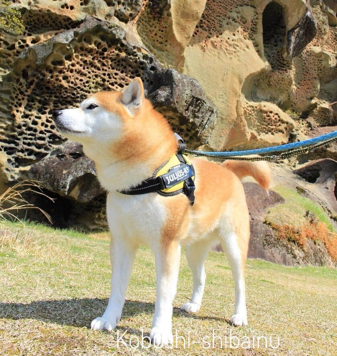 Visit Wakayamaさんのインスタグラム写真 - (Visit WakayamaInstagram)「. For @visitwakayama, we will present nice photos you posted with the hashtag #visitwakayama!!. . This picture was taken by @kobushi_shibainu ☆. Thanks for using  our hashtag ;). . #mushikuiiwa #虫喰岩 🐛 . #visitwakayama #visitjapan #visitjapanjp #visitjapantw #japanvisit #japan #trip #travel #travelphotography #travelersnotebook #travelgram #travelling #travelguide #nature #naturephotography #bugs #rocks #kozagawa」3月19日 0時02分 - visitwakayama