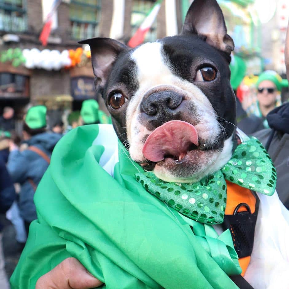 のインスタグラム：「STORY TAKEOVER! “Kiss me I'm an Irish pupper.. Happy St. Patrick's Day.. ☘️🇮🇪🐶” writes @tobythegentleman | Tap our Stories and check out Toby’s day celebrating in Dublin! #dogsofinstagram」