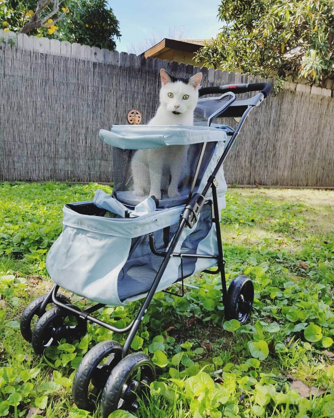 Garyさんのインスタグラム写真 - (GaryInstagram)「I can't wait to walk into a Starbucks and get in everyones way #theonlyacceptablestroller #gustopher」3月19日 0時10分 - omgdeedee