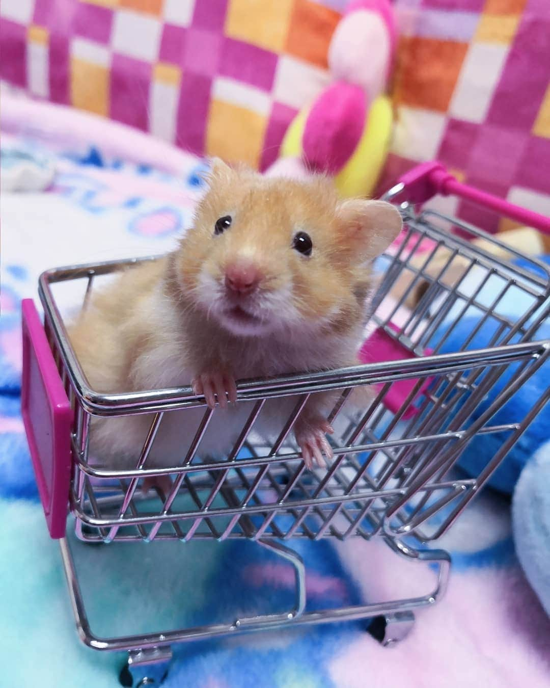 Ruby Gloomさんのインスタグラム写真 - (Ruby GloomInstagram)「Hello, here is my little guy Momo💖🐹He is turning 2month old soon!  Thanks for being cute and melting my heart. Petting you makes all the stress away! Wish you stay healthy and energetic 💜 love you!」3月19日 0時19分 - ruby9100m