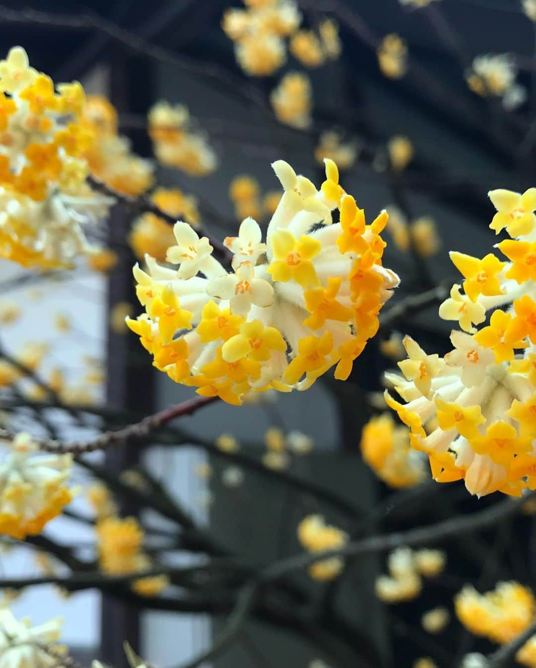 蘭舞ゆうさんのインスタグラム写真 - (蘭舞ゆうInstagram)「🌷It already feels like spring 家族で高尾山へ。春を感じてきました。絶景をバックに甘酒とお団子。日本ていいよね。 #korean#japan#2019#일상#데일리#ranma」3月19日 0時39分 - ranma_yu