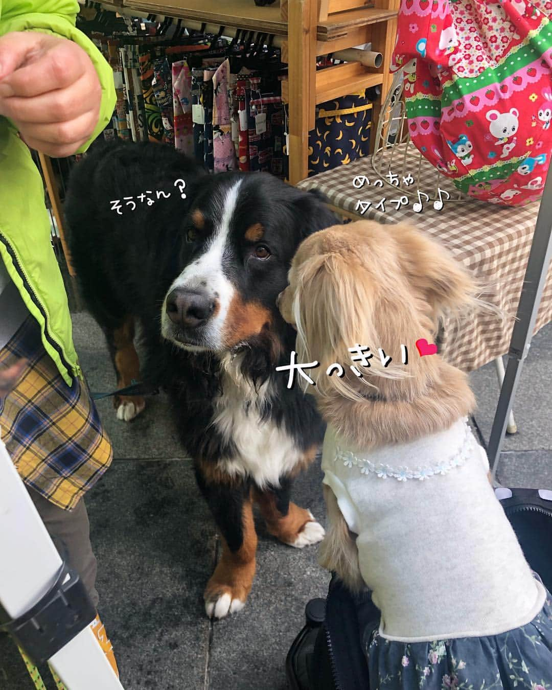 チズさんのインスタグラム写真 - (チズInstagram)「薄々気づいていたけど… マロ君 大きなワンちゃん🐕💨が 好きなようでやたら寄っていく。笑 私…🙋‍♀️大型犬🐩慣れなくて ドキドキ💓😅 優しいワンちゃん🐕ばかりで ホッとしました😉 #ボルゾイ #ワイマラナー #バーニーズマウンテンドッグ  #イタグレ #グレードピレニーズ ↑📸のワンちゃん🐕💨合ってるかな？？ #わんわんマルシェ #わんわんマルシェ神戸 #マロンのタイプは大っきなワンコ #包容力求めてる？？ #Mダックス #ダックス#ミニチュアダックス #ミニチュアダックスフンド #ミニチュアダックスクリーム #短足犬 #短足部 #カニンヘンダックス #関西ダックス#親父犬 #ダックス13歳#シニア犬 #犬なしでは生きていけません会  #インスタでわんこみるのが日課 ♡♡」3月19日 0時52分 - sqi.chizu