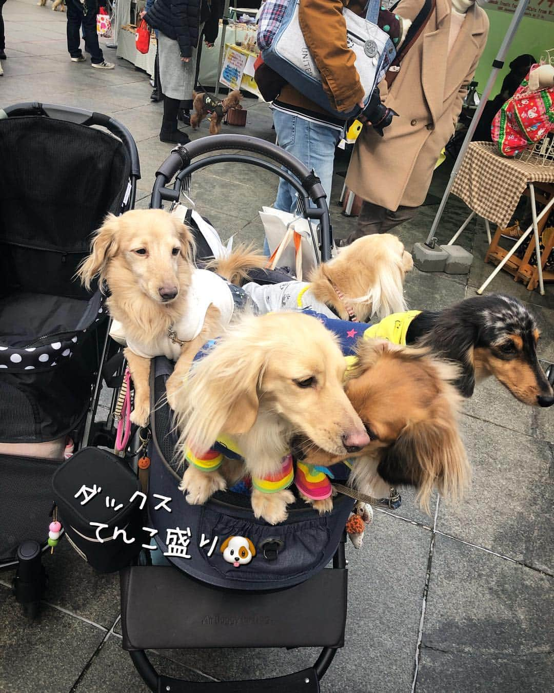 チズさんのインスタグラム写真 - (チズInstagram)「薄々気づいていたけど… マロ君 大きなワンちゃん🐕💨が 好きなようでやたら寄っていく。笑 私…🙋‍♀️大型犬🐩慣れなくて ドキドキ💓😅 優しいワンちゃん🐕ばかりで ホッとしました😉 #ボルゾイ #ワイマラナー #バーニーズマウンテンドッグ  #イタグレ #グレードピレニーズ ↑📸のワンちゃん🐕💨合ってるかな？？ #わんわんマルシェ #わんわんマルシェ神戸 #マロンのタイプは大っきなワンコ #包容力求めてる？？ #Mダックス #ダックス#ミニチュアダックス #ミニチュアダックスフンド #ミニチュアダックスクリーム #短足犬 #短足部 #カニンヘンダックス #関西ダックス#親父犬 #ダックス13歳#シニア犬 #犬なしでは生きていけません会  #インスタでわんこみるのが日課 ♡♡」3月19日 0時52分 - sqi.chizu