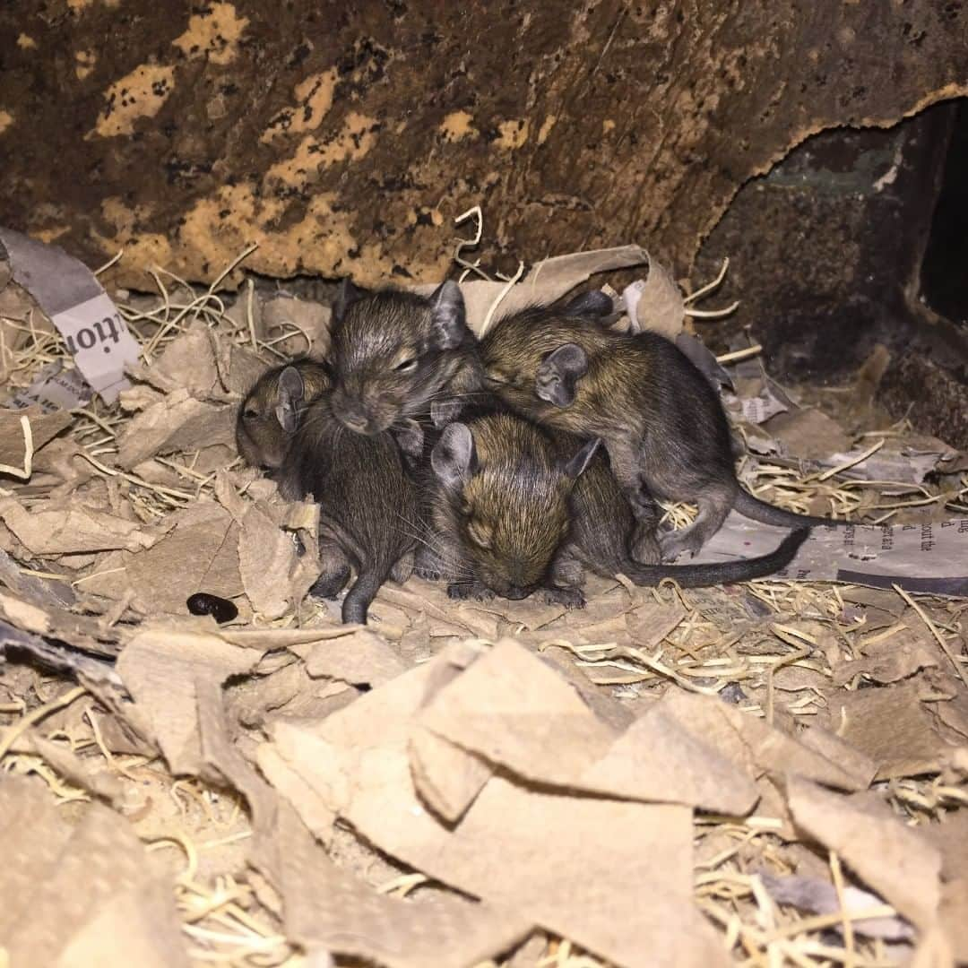 スミソニアン国立動物園さんのインスタグラム写真 - (スミソニアン国立動物園Instagram)「🚨 Snuggle pile alert! We have 5 new degu babies! Degus are small rodents native to the Andes mountains. They live in social groups and can often be found snuggled up in piles. Visit them at the Small Mammal House!」3月19日 1時05分 - smithsonianzoo