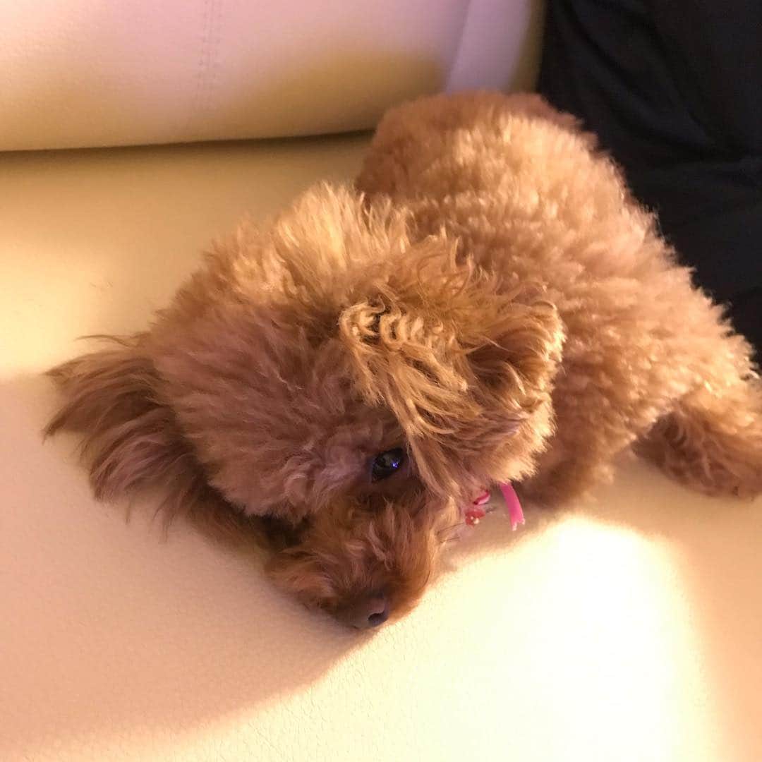 ももちゃん & まろんたんのインスタグラム：「ももちゃんのおねむ顔・ ・ #dog #dogs #dogstagram #poodle #poodles #poodlelove #poodleclub #toypoodle #toypoodles #toypoodlelove #toypoodleclub #east_dog_japan #all_dog_japan #ig_poodle #poodlesofficial #ふわふわ #ふわもこ部 #トイプードル #トイプードル部 #トイプードル大好き #トイプードル多頭飼い #まろんたん #ティーカッププードル #わんこなしでは生きていけません会 #pecoいぬ部 #joker六本木ヒルズ店 #トリミング #ももちゃん #toypoodleofficial」