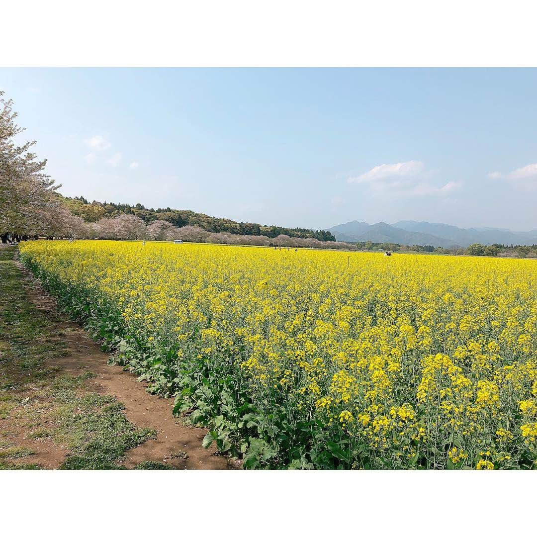 永井友梨さんのインスタグラム写真 - (永井友梨Instagram)「これは去年の写真ですが、もうすぐ桜の季節🌸 宮崎の春は花いっぱいで彩り豊か(^^) 花粉症さえなければ...もっとお出かけ楽しいのに... メガネとマスクが手放せません🤧  #西都原古墳群 #菜の花」3月18日 16時24分 - nagai_y_r