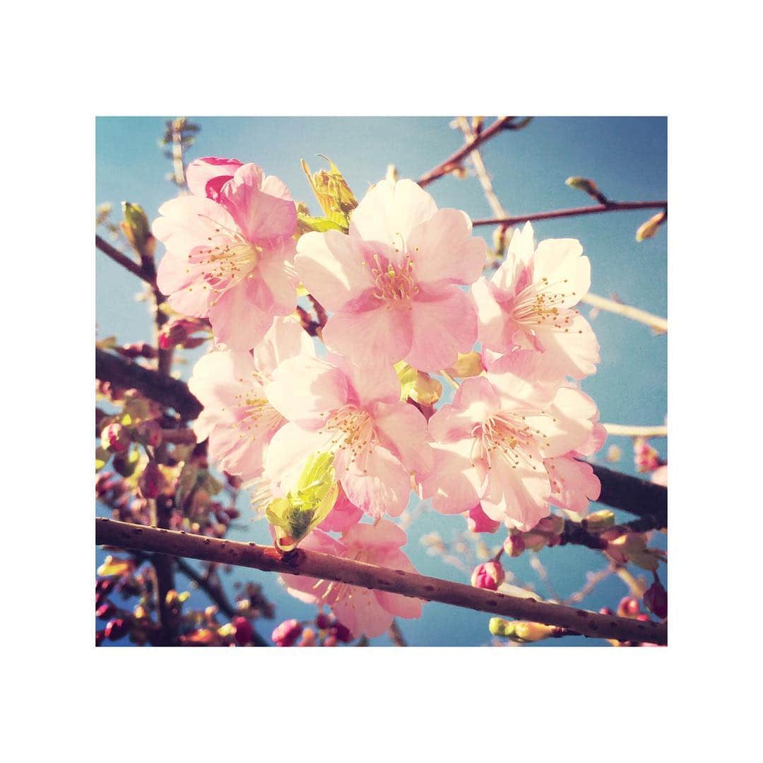 花村怜美のインスタグラム：「#桜 #さくら #サクラ #桜花 #花 #蕾 #植物 #自然 #好き  #sakura #cherryblossom #flower #flowers #flowerstagram #nature #plants #spring」