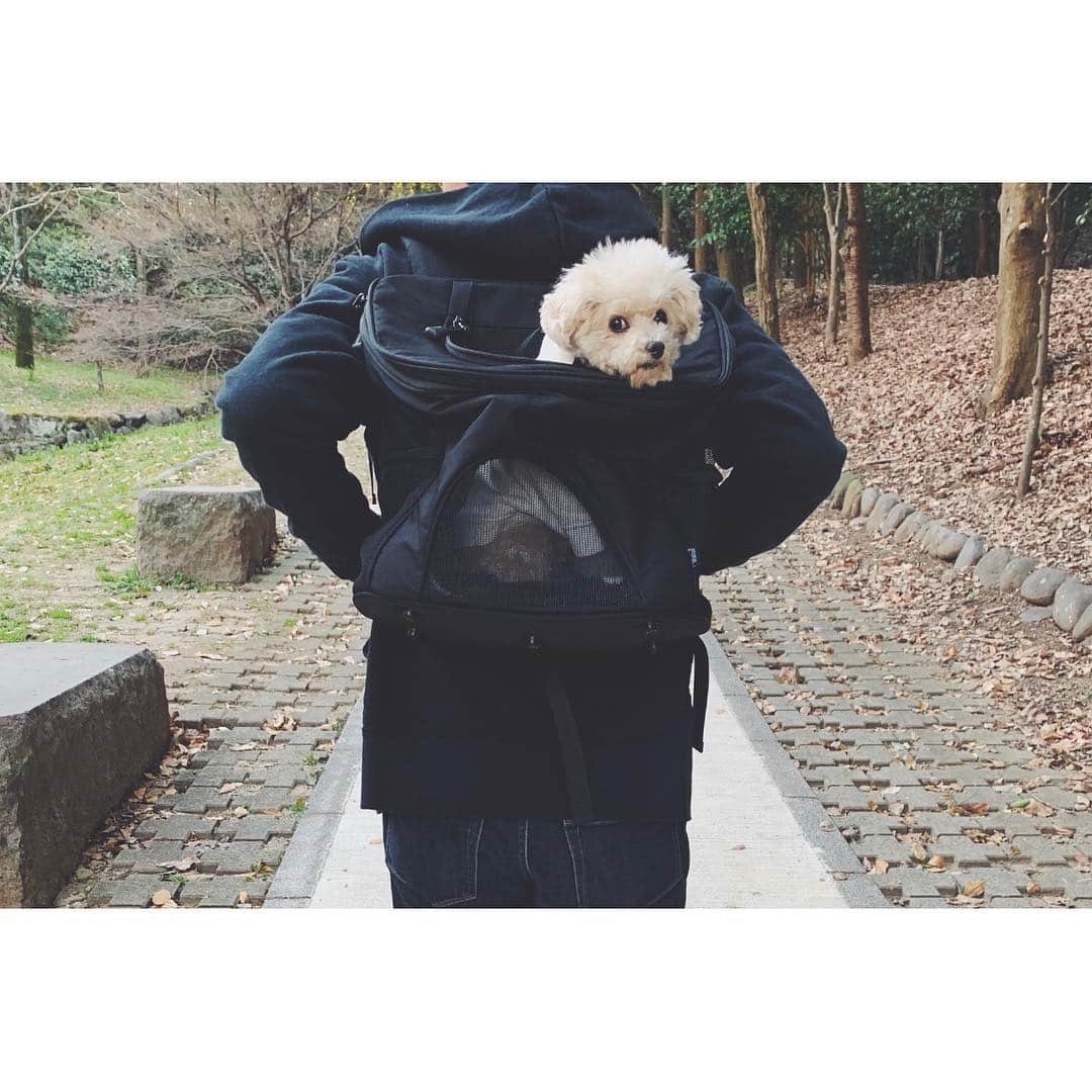 mizuのインスタグラム：「. @winsun.japan さまのキャリーバッグ(日本製)背負って歩く練習•‧̫• . 入るのは自らすすんでなのに、リュックタイプは初めてだからか背負うとちょっと固まってしまったけど、嫌がってはないのでよかった☺︎ 通気性もあるし何より軽いので、ずっと背負ってても苦にならない☺︎ もしもの時の為にももっと慣れてもらえるようにまたこれでお出かけしよう。 . . 10%OFF ﻿クーポンコード：micchelocche﻿ よかったらお使いください。 . . #winsun #犬用キャリーバッグ #トイプードル﻿ #名前入り #宝物にします #プレゼント #贈り物 #誕生日 #お祝い #オーダーメイド」