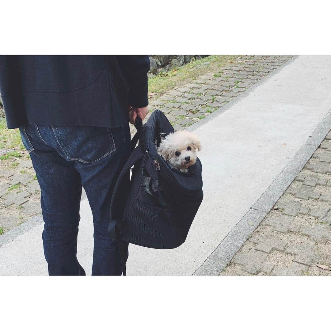 mizuさんのインスタグラム写真 - (mizuInstagram)「. @winsun.japan さまのキャリーバッグ(日本製)背負って歩く練習•‧̫• . 入るのは自らすすんでなのに、リュックタイプは初めてだからか背負うとちょっと固まってしまったけど、嫌がってはないのでよかった☺︎ 通気性もあるし何より軽いので、ずっと背負ってても苦にならない☺︎ もしもの時の為にももっと慣れてもらえるようにまたこれでお出かけしよう。 . . 10%OFF ﻿クーポンコード：micchelocche﻿ よかったらお使いください。 . . #winsun #犬用キャリーバッグ #トイプードル﻿ #名前入り #宝物にします #プレゼント #贈り物 #誕生日 #お祝い #オーダーメイド」3月18日 16時31分 - micchelocche