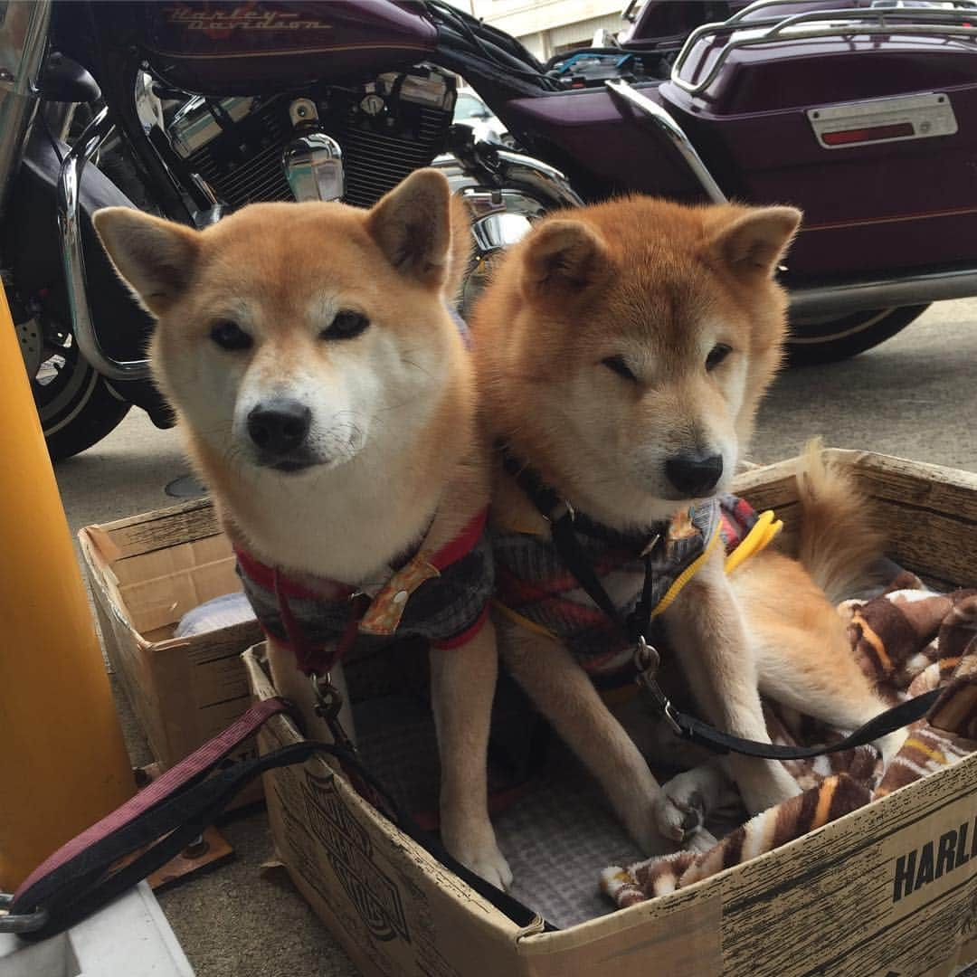 がんちゃんさんのインスタグラム写真 - (がんちゃんInstagram)「2年前😊  てんちゃんはコタさんが大好きだったなぁ〜😍 たきとは同じベッドなんてとんでもない🤣」3月18日 17時13分 - kota2ann