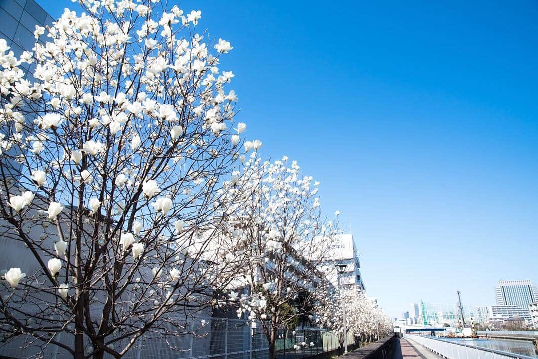 東京都庁広報課さんのインスタグラム写真 - (東京都庁広報課Instagram)「「汐浜運河とハクモクレン（江東区）／White magnolia (2019.3.18撮影)」最寄駅：東陽町 #whitemagnolia #ハクモクレン #白木蓮 #白い花 #運河 #潮風の散歩道 #江東区#beautifuldestinations #tokyotrip #tokyotravel #passionpassport #tokyojapan #instatokyo #loves_nippon #phos_japan #bestjapanpics #cooljapan #japan_of_insta #discovertokyo #photo_jpn #東京観光 #東京旅行 #illgrammers #景色 #お出かけ #東京 #Tokyo #东京 #도쿄 #도쿄여행」3月18日 17時36分 - tocho_koho_official