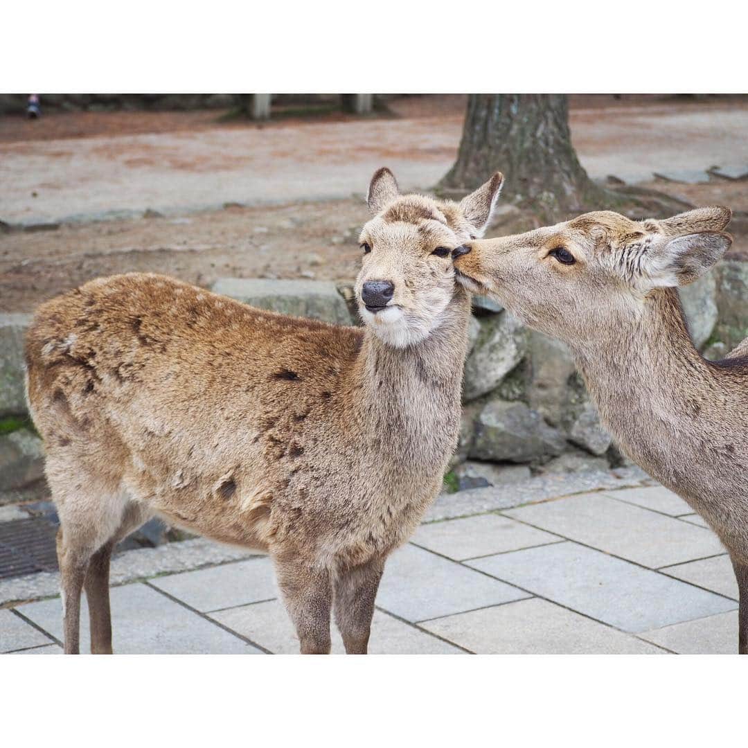 Kyooonさんのインスタグラム写真 - (KyooonInstagram)「奈良旅🚃﻿ 奈良公園の鹿さんに会ってきたよ🦌﻿ ﻿ 私も小さい頃の鹿の近くで泣いている写真があるけど、おせんべい持ってるとなかなかの勢いでやってきてすごかった🤣﻿ 久しぶりの電車の旅楽しかったなぁ🚃﻿ ﻿ ﻿ 今回3/16に開業したばかりのおおさか東線に乗って行ったのだけど、新大阪から奈良まで約一時間でかなりアクセスが簡単に😳✨﻿ 奈良に行くのに何回も乗り換えてたけど、直結したことで奈良の旅がさらに身近になりました♡みなさんも是非利用してみてください🚃♡﻿ ﻿ ﻿ ﻿ ラブラブしてる鹿さん可愛い🦌♡﻿ #PR#おおさか東線#奈良#電車でおでかけ #2019年春#かわいい#楽しい#家族旅行#子連れ旅#親ばか部#鹿#奈良公園#4歳#4歳10ヶ月」3月18日 17時54分 - fancykyon
