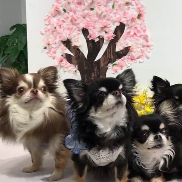 kayoのインスタグラム：「* * みんな可愛いっ🥰❤️ * * #chihuahua#chihuahualove#dogstgram#dog#instadog#チワワ#チワワ大好き * *」