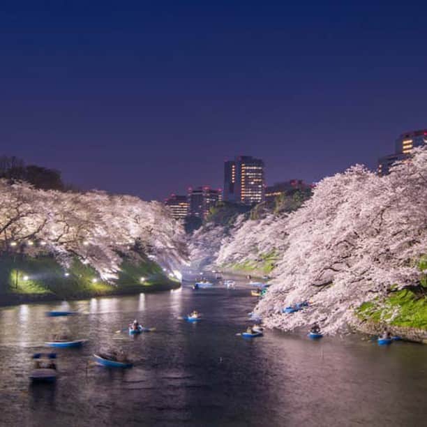 楽天トラベル さんのインスタグラム写真 - (楽天トラベル Instagram)「今年見に行きたいお花見スポットをご紹介👇🏻※写真は過去の開花時のものです . こちらは#東京都 #千鳥ヶ淵緑道　 さくらまつり期間中は幻想的にライトアップされるとともに、ボート場の夜間営業も行われ、夜桜スポットとしても人気です✨ 【#千代田のさくらまつり】2019/3/27～4/7 . ****************** 旅先で撮った素敵な写真に @rakutentravel をタグ付けしてシェアしてね♪ 厳選してこのアカウントで紹介させていただきます！ ****************** . #楽天トラベル #楽天  #rakutentravel #旅 #旅行 #旅に出よう #旅行好きな人と繋がりたい #travel #trip #日本 #japan #일본 #instagramjapan #IG_JAPAN #japantrip #桜 #夜桜 #桜の名所 #sakura #cherryblossom #桜祭り #ライトアップ #東京 #tokyo #千鳥ヶ淵」3月18日 18時00分 - rakutentravel
