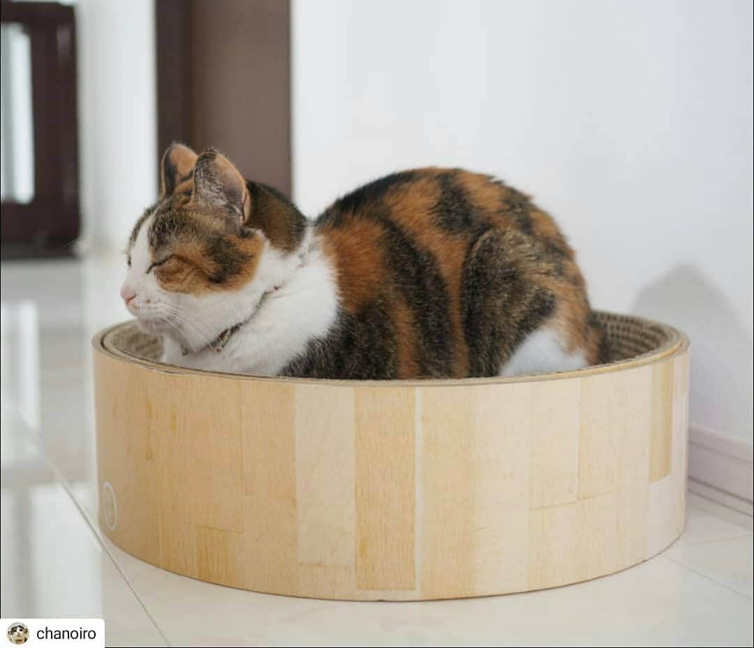 猫壱（ねこいち•ネコイチ）のインスタグラム