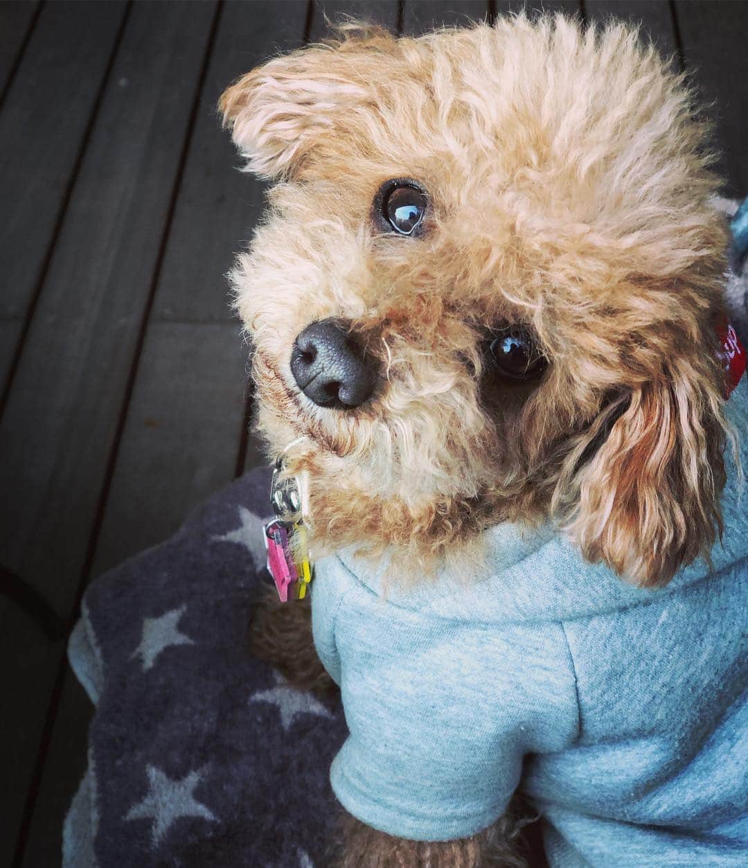 日々野真理さんのインスタグラム写真 - (日々野真理Instagram)「ココアとカフェデート❤️ ・ #toypoodle #トイプードル #ココア #愛犬と一緒にカフェ #癒し」3月18日 18時08分 - marihibino1031