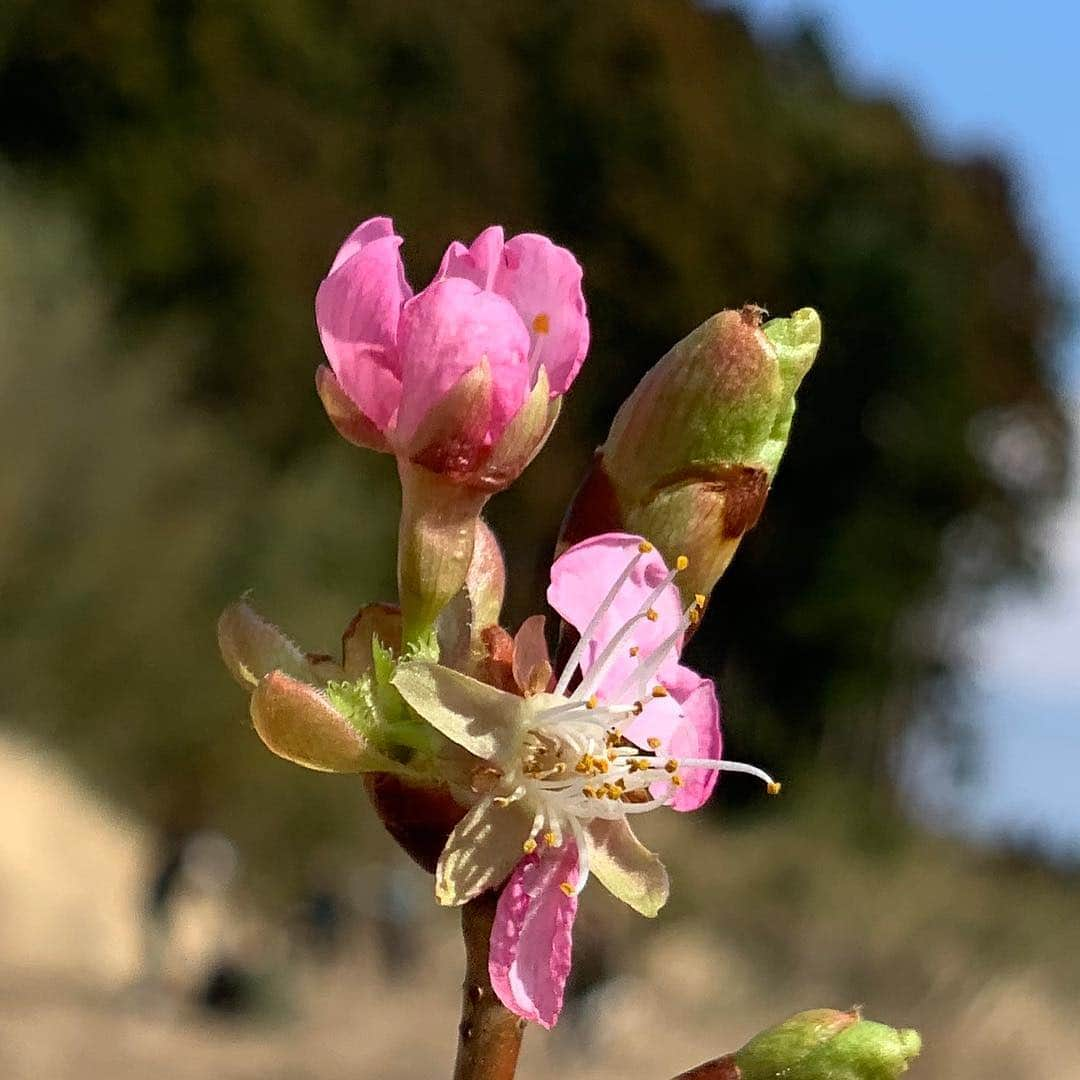 國分利治さんのインスタグラム写真 - (國分利治Instagram)「30年後に夢を‼️ 故郷に桜🌸街道の為に、桜の苗木を植えて来ました。 この地が東京オリンピックの聖火リレーのスタート地点に決まりました。  #國分利治 #アースホールディングス #hairmakeEARTH #EARTHART #福島 #桜 #ボランティア #美容室アース #ふくしま浜街道桜プロジェクト」3月18日 18時24分 - toshiharu_kokubun