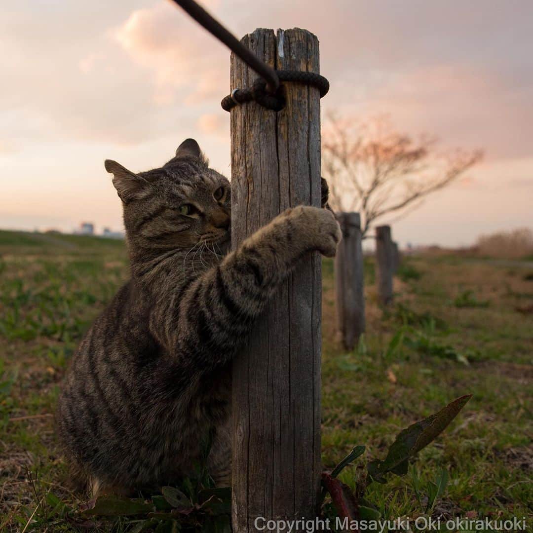 Masayukiさんのインスタグラム写真 - (MasayukiInstagram)「貸さないよ。  #cat #ねこ」3月18日 18時16分 - okirakuoki