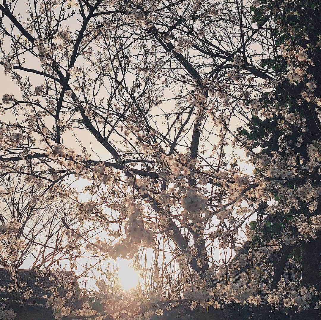 フランスアンティーク ランスタンさんのインスタグラム写真 - (フランスアンティーク ランスタンInstagram)「悪天候の続いた数日を経て、ようやく太陽が戻ってきました。 ． こうして太陽の有難さを強く感じるようになるんですね😌 ． 庭の桜🌸も今が見頃。 ． 旬の器と一緒に📷 こちら画像のうつわは次回のオンラインでご紹介予定です。 ． #ストーリーにて展示会にてご購入可能なお品をピックアップ中です。 #宜しければご覧ください。 #下萌えのころに出展しているお品ものについては現時点では通販は予定していません。 . #さくら #🌸 #桜 #cherryblossom」3月18日 18時29分 - antique_france
