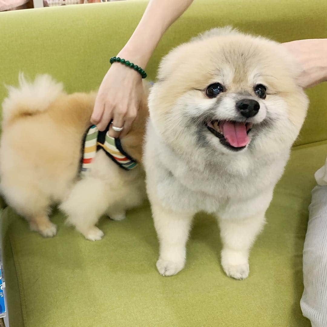 Ella Chuffyのインスタグラム：「Come picking Chuffy up at the salon. I gotta prepare him before tmr surgery. Now he got a super clean/ fur free tummy. 😝😆」