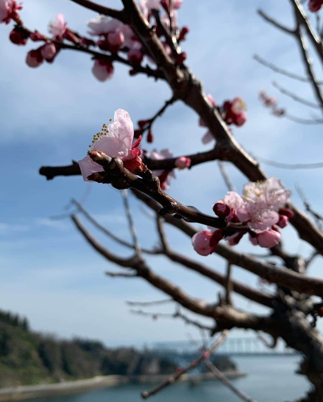 渕上沙紀さんのインスタグラム写真 - (渕上沙紀Instagram)「下蒲刈島をぶらぶら^ ^ 素敵な場所で気温も良かったので、海岸で1時間ほどボーッとしてました 笑 行きたいカフェに行って、美術館巡って、面白いもの見つけたら写真を撮って、良き休日だった✨ #下蒲刈島 #1人旅」3月18日 18時58分 - saki_fuchigami