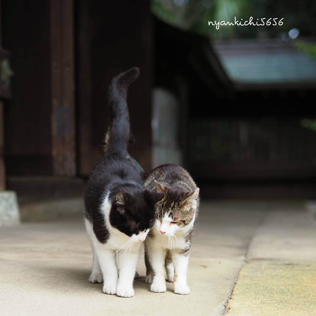 路地裏のにゃん吉さんのインスタグラム写真 - (路地裏のにゃん吉Instagram)「I'll Stand By You  触れたい 確かめたい キミの存在  #生き抜け野良猫  #แมว #igersjp#ねこ#猫#ig_japan#ねこ部#ふわもこ部#野良猫#にゃんすたぐらむ#みんねこ #cats#ファインダー越しの私の世界 #catsofinstagram#catstocker#instagramjapan##catloversclub#ペコねこ部#ピクネコ #東京カメラ部#icu_japan#team_jp_西 #고양이#nekoclub #catstagram#japan_photo_now #bestcatclub #loves_nippon#balousfriends#getolympus」3月18日 18時54分 - nyankichi5656