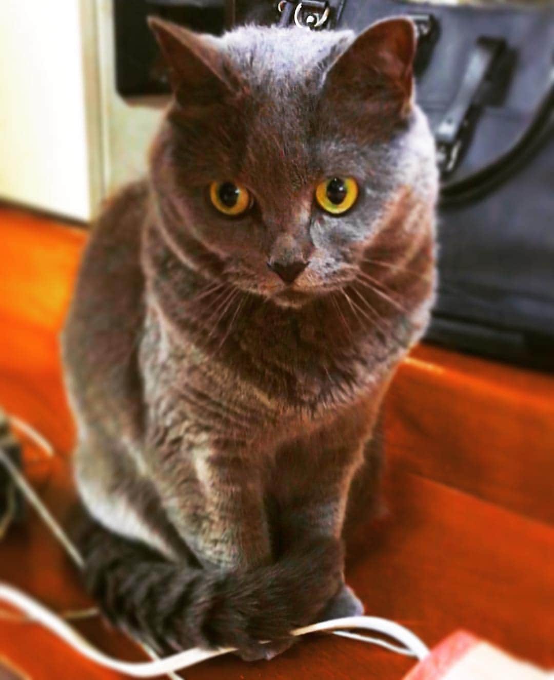 チキン南蛮カレーのルウ王子のグルメインスタ