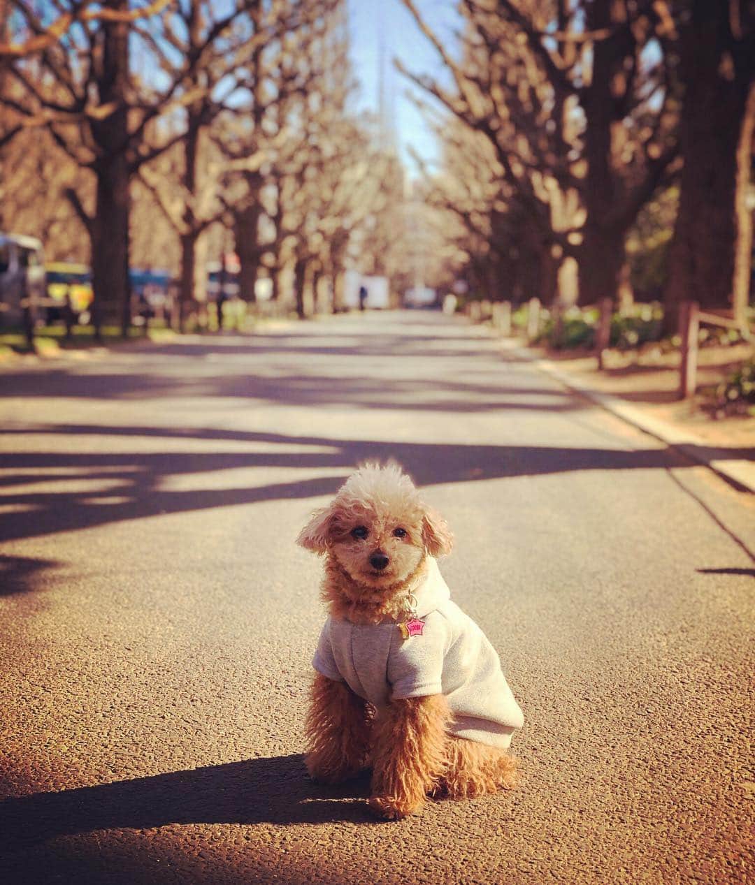 日々野真理さんのインスタグラム写真 - (日々野真理Instagram)「春よこい(^^) ・ #toypoodle  #お散歩」3月18日 19時15分 - marihibino1031