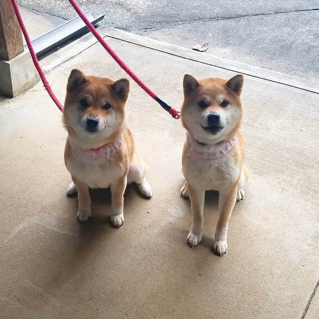 柴犬たま Shibainu Tamaさんのインスタグラム写真 - (柴犬たま Shibainu TamaInstagram)「同じお座りだけど、個性出てる😉 * Caption trans🇬🇧 They are sitting the same way, but a little different😉 * #柴犬たま #たママ #たま家族 #柴犬ミケ #お座り #柴犬 #shiba #shibainu #shibastagram #犬 #dog #多頭飼い」3月18日 19時10分 - tama7653