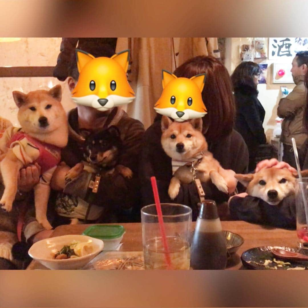 豆柴にこちゃんさんのインスタグラム写真 - (豆柴にこちゃんInstagram)「🐶 #柴かき氷部 夜の部 . 夜は、にこ行きつけの犬OK居酒屋、 #どいちゃん へ。 . ①シャーッ🦇‼️ 柴の本領を発揮した、にこなつ @konatsu170310 . ②4匹とも女の子で、女子飲み🍺って感じ。 ハイボーーール🍺うぇーい‼️ . ③みんな顔も性格も違って、 みんなかわいい😍 . ④お手って言ってないのに、 自らお手をしてオヤツを もらおうとするまるんちゃん😍笑 カメラ目線で、ドヤ✨ってするのかわいい😆💕 @marun1213 . ⑤ライオンキング。パパは崖の役。 . ⑥若いまるんちゃんパパに 抱っこされてぶりっ子気味のにこ🌸 . ⑦お目目キラキラ✨の みつまめちゃん&こなつちゃん @mitsumame_shibasta . ⑧みつまめちゃんママに キムタク抱きされるまるんちゃん。 「俺じゃダメか？」出典：あすなろ白書 . ⑨ママの手にあごのせする、こなつちゃん . ⑩モツにこ . #柴犬#豆柴#pecoいぬ部#犬#わんこ#まめしば#west_dog_japan#犬#todayswanko#ここ柴部#shibainu#dog#mameshiba#pecotv#dog#いぬのきもち部#しばいぬ#しばけん#こいぬ#シバイヌ#いぬ#イヌ#赤柴#マメシバ#ペット#日本犬#子犬」3月18日 19時29分 - nikochan.mame48