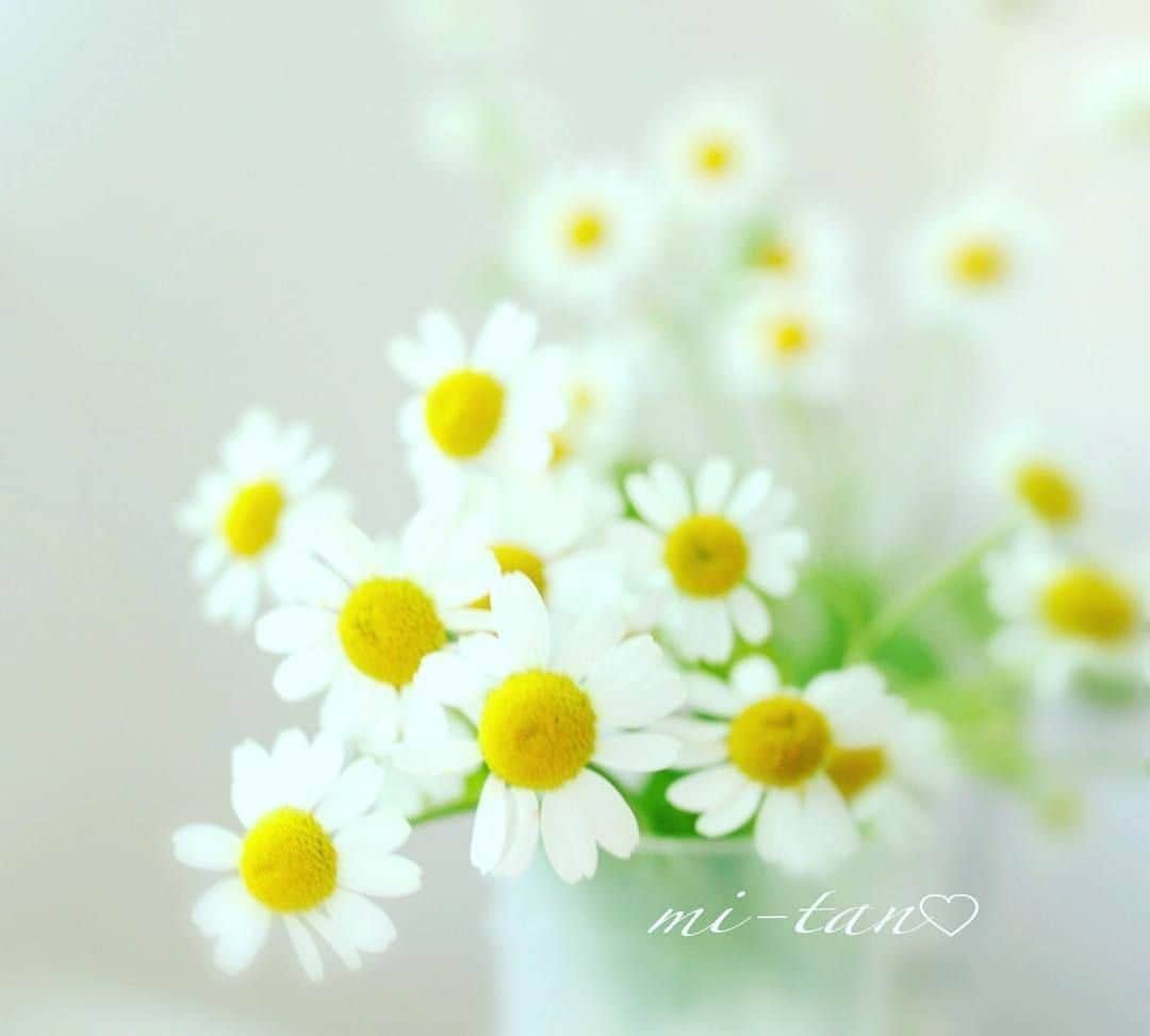 花の写真館のインスタグラム：「Photo by @mitan5229.⠀ https://instagram.com/mitan5229/⠀ .⠀ Original Post[投稿頂いたURL]⠀ https://www.instagram.com/mitan5229/p/BvDBpCclLSJ/⠀ .⠀ 本アカウントは、 #私の花の写真 をつけてInstagramに投稿された皆さまの花の写真や、「花の写真館」Facebookページで投稿された花の写真を紹介します。⠀ 「花の写真館」Facebookページは、「 @floral.photograph 」のプロフィールにあるURLからご覧ください。⠀ .⠀ #花の写真館 #floralphotograph #floralphoto #flower #flowers #富士フイルム #FUJIFILM⠀ Follow: @floral.photograph」