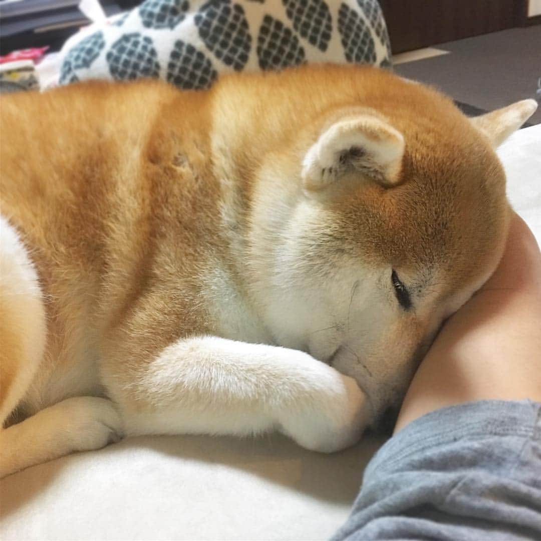 てんパパさんのインスタグラム写真 - (てんパパInstagram)「時々、こうして腕まくらに顔うずめてくるてんこ。 これは一昨日の様子。昼間シャンプーされて、‘パパ許すまじ’だったのが、疲れたのか夜には甘えモードになってました。 #腕まくら #柴犬セラピー #寝るてんこ」3月18日 19時39分 - tenchan.shiba