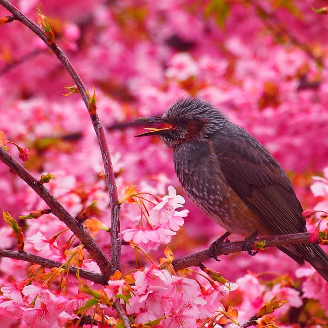 のインスタグラム：「#淀 の #河津桜 の蜜を吸いに、 #ヒヨドリ （多分）が来ていました！ただの #桜 の写真だけだと、他の人と同じになってしまうので、変化をつけるためにも動物が集まるスポットがオススメです！  春の京都ジェニックキャンペーン開催中！ https://camp-in.jp/kyotogenic-spring2019  #visitkyoto #kyotogenic #kyototravel #japantrip #kyototrip #ig_kyoto #kyoto_style #springinkyoto #sakura #cherryblossom #bulbul #birdwatching Kyoto Official Travel Guide http://kyoto.travel/en  #京都 #京都ジェニック  #未来に残したい京都  #京都好きな人と繋がりたい #穴場スポット #とっておきの京都 #満開 オフィシャルサイト「京都観光NAVI」 http://kanko.city.kyoto.lg.jp」