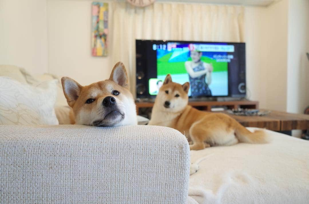 柴犬Mamesuke・Korosuke??大阪さんのインスタグラム写真 - (柴犬Mamesuke・Korosuke??大阪Instagram)「🐱🐻🌸 🐾----*----*----*----*🐾 コロ介様のお口のダラーン加減と 豆ちゃんのカメラに収まりたい斜めの感じがツボ♡ #後ろの豆ちゃんシリーズ 🐾----*----*----*----*🐾 #過去pic #MameKoro #豆コロ #West_dog_japan #豆柴 #柴犬 #赤柴 #豆介 #コロ介 #shibagram #shibastagram #shibainu #shiba #shibadog #🐕📷」3月19日 1時15分 - mame_suke_i