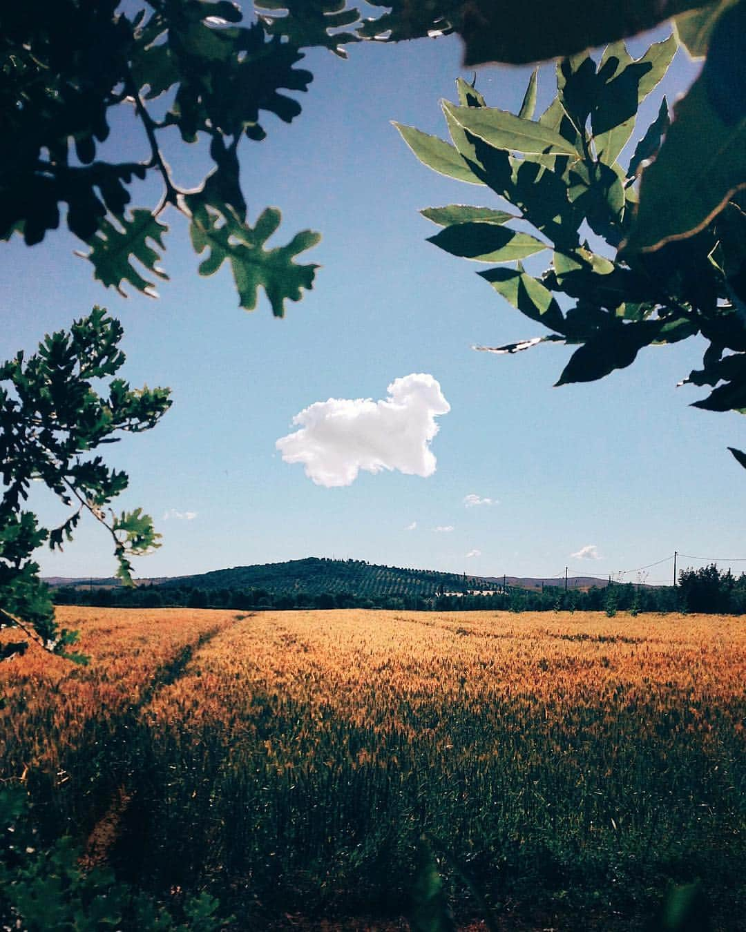 Simone Bramanteさんのインスタグラム写真 - (Simone BramanteInstagram)「{ Animals in the Sky } •  Which one? I see a 🐐 . 🇮🇹 Grazie per tutti voi che mi avete scritto e visto ospite da @camilaraznovich su @kilimangiarorai è stato breve ma divertente - su Raiplay trovate l’intervista. Grazie per il supporto!」3月19日 1時20分 - brahmino