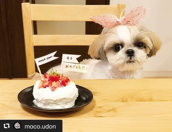 CheriWANさんのインスタグラム写真 - (CheriWANInstagram)「﻿ 【ご紹介🐶💓】﻿ ﻿ もこちゃん4歳のお誕生日おめでとうございます☺️❗﻿ ﻿ お誕生日ケーキに #CheriWAN米粉パンケーキミックス をお選びいただき光栄です🥞💕﻿ ﻿ ヨーグルトクリームのトッピングアレンジを﻿ していただいてます✨﻿ デコレーションともこちゃんのリボン🎀が﻿ マッチしていて素敵ですよね😊﻿ ﻿ ありがとうございます❗﻿ ﻿ #repost @moco.udon via @PhotoAroundApp 🎂3/11 happy birthday MOCO ❤︎ * もこちゃん４歳になりました♩ もう４歳かあ。早いなあ。 この４年間、私たち夫婦に たくさんの幸せを与えてくれた大切な娘♡ * かわいいのはもちろん、 パパとママの言うことをちゃんと聞いて お家以外でもとってもお利口さん♩ * 弟を迎えて もこはどう思ってるんやろ？ 今でもこれが良かったのか分からないけど すっかりお姉ちゃんしてくれてるもこに感謝😢💓 * この先もずーっとずっと 一緒にいようねっっっ❤️ だいすきだよー♡もこちゃん♡ * 食いしん坊なもこに 人間も食べられるパンケーキを作ったよ❣️ もこちゃん用はヨーグルトで パパママ用は生クリーム♡ 見た目きっちゃないけど😂😂😂 美味しかった♡ * #４歳 #お誕生日おめでとう #わんこケーキ #cheriwan #パンケーキ」3月18日 20時08分 - cheriwan_official