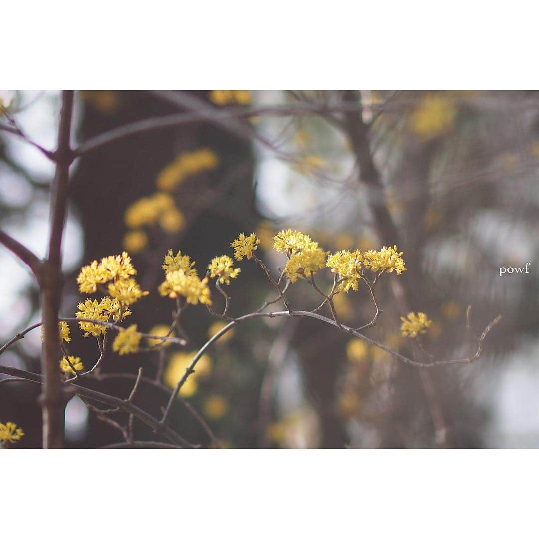 anemone_69さんのインスタグラム写真 - (anemone_69Instagram)「. 春、この花が咲くのも 毎年の楽しみ✼ . . #サンシュユ #山茱萸 . .」3月18日 20時05分 - powf