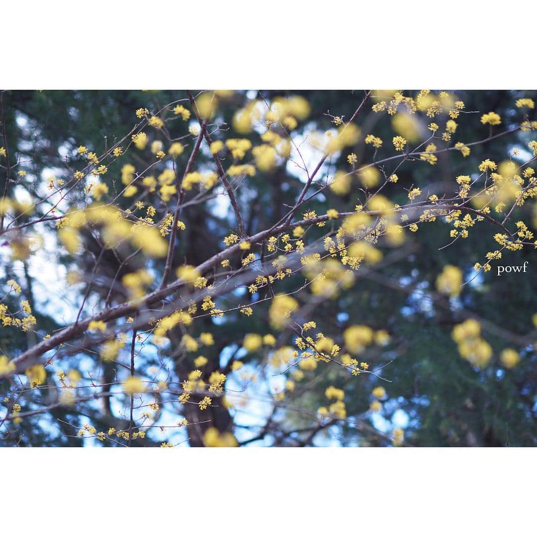 anemone_69さんのインスタグラム写真 - (anemone_69Instagram)「. 春、この花が咲くのも 毎年の楽しみ✼ . . #サンシュユ #山茱萸 . .」3月18日 20時05分 - powf