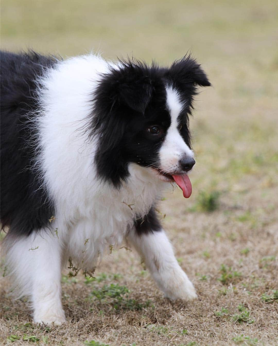 犬バカ部宣伝部長のインスタグラム