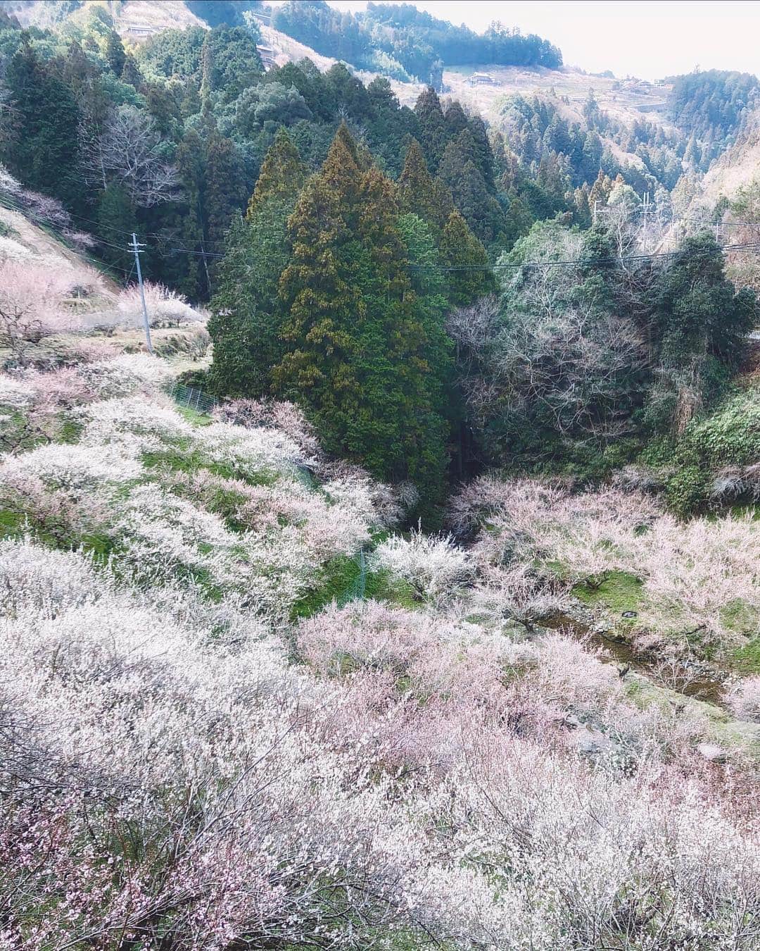 Koichiのインスタグラム：「. . Spring forest . . #BeautifulJapan #賀名生梅林 #奈良 . . #ShotOniPhone Attachment lens by @tokyo_grapher Tele Lens 50mm . #ShotOn_TG #TG_Tele .」