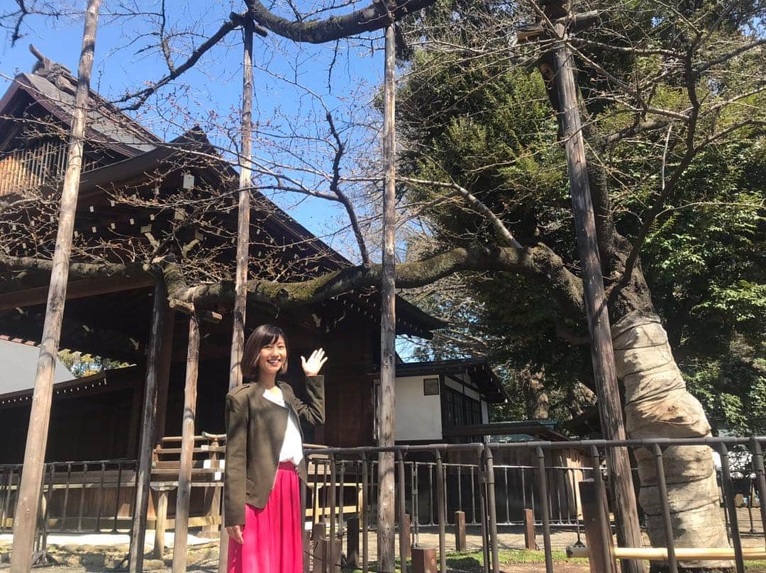 フジテレビ「プライムニュース イブニング」さんのインスタグラム写真 - (フジテレビ「プライムニュース イブニング」Instagram)「ソメイヨシノの標本木がある﻿ 靖国神社に行ってきました！﻿ 蕾がだいぶ膨らんできていて、﻿ 東京では明後日か明々後日に﻿ 開花の発表があるかもしれません。﻿ お花見計画を立てましょう！！﻿ ﻿ #酒井千佳 @sakaichikaaaa #ひとこと日記 #プライムニュースイブニング #フジテレビ」3月18日 21時27分 - livenews_it