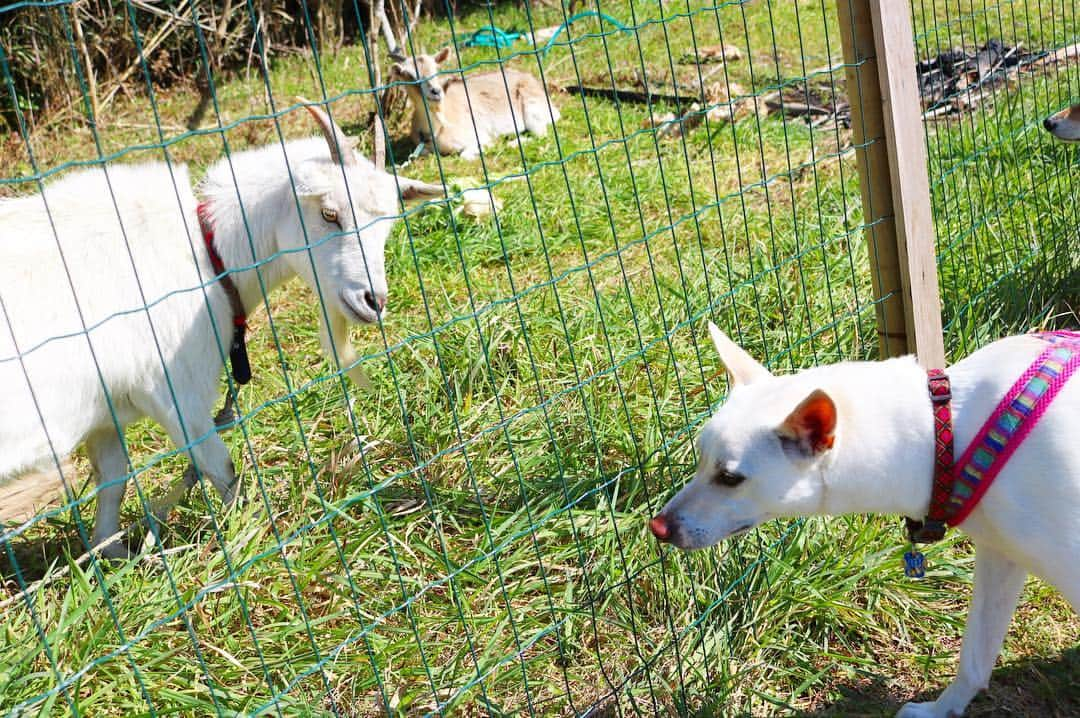 柴犬ハル&保護犬すずのインスタグラム