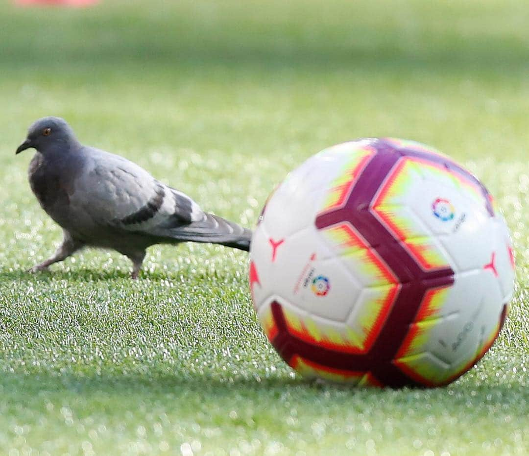 LFPさんのインスタグラム写真 - (LFPInstagram)「Everybody loves #LaLiga! 🐥😍⚽️ • #LaLigaSantander #LaLiga123 #Football」3月18日 21時29分 - laliga