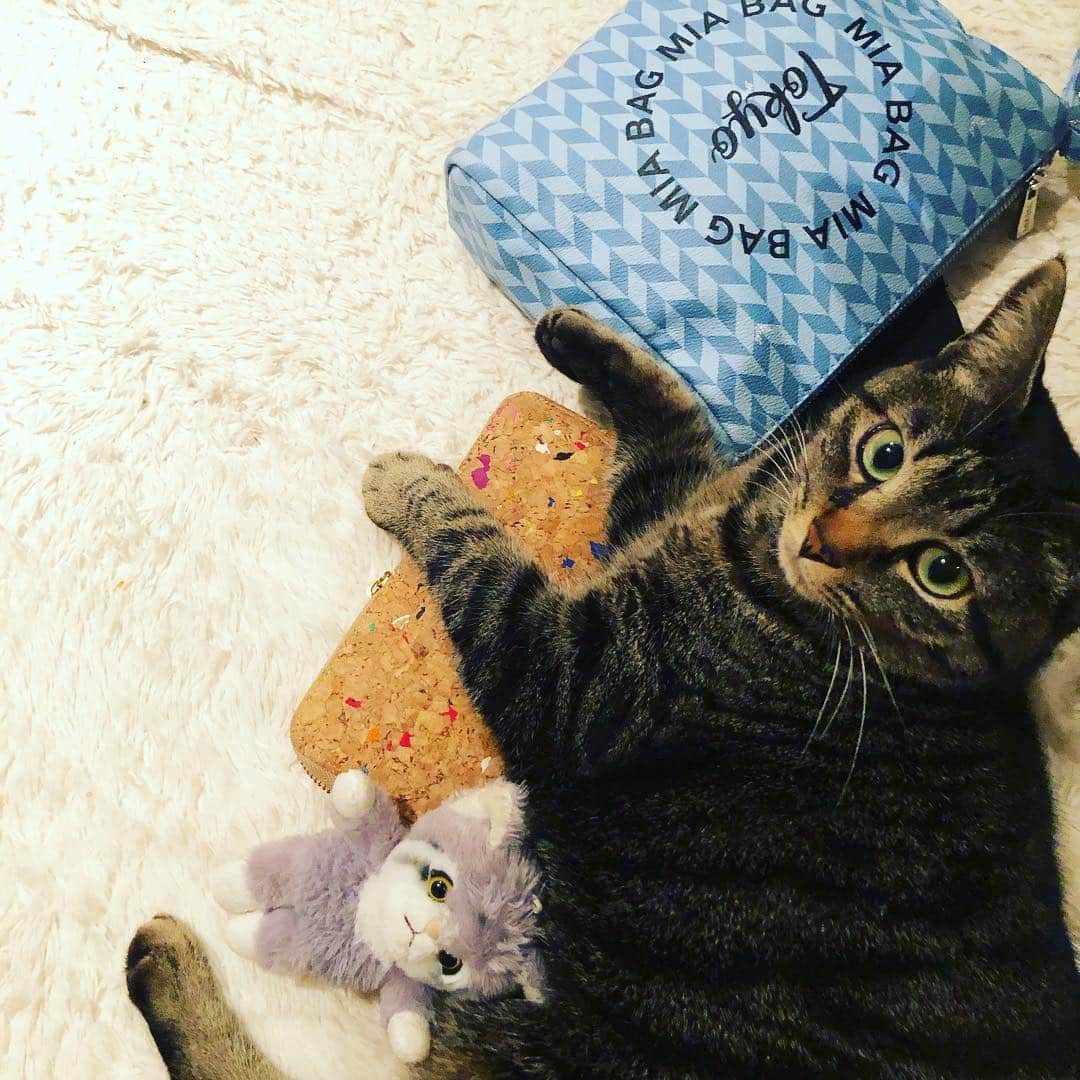 とよた真帆さんのインスタグラム写真 - (とよた真帆Instagram)「小物の上に何故か寝たがる猫あるある😺4匹の保護猫がいますが、こちらは三男のダダ3歳  #猫 #保護猫 #ダダ #cat」3月18日 21時33分 - maho_toyota