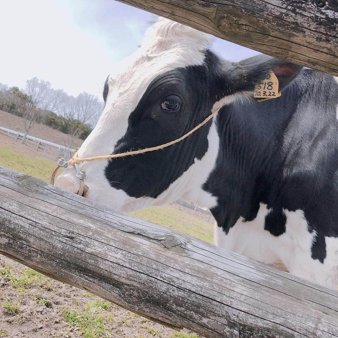 田中菜津美さんのインスタグラム写真 - (田中菜津美Instagram)「牛さん🐮💕 何回も舐められそうになりました😂 . 癒やされたぁ🐮🐮🐮💕 #ootd #牛 #モーモーランド #牧場 #福岡 #観光 #自然 #動物」3月18日 21時45分 - natsumitanaka_0810